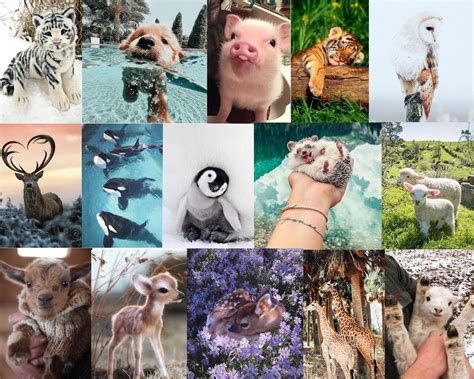 Zoo Animals Collage