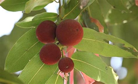 SHOP 360 GARDEN Diospyros malabarica, Gaub tree, Malabar ebony, Black ...