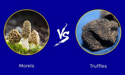 Morels vs. Truffles - A-Z Animals
