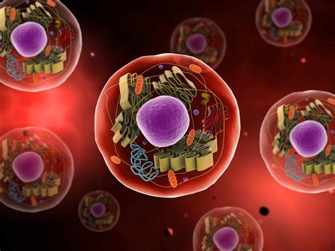 The Evolution of Eukaryotic Cells