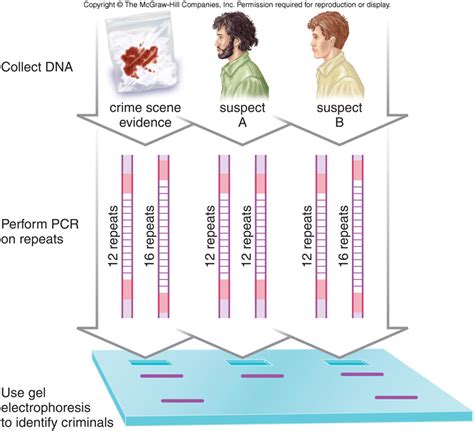 DNA Profiling 的图像结果