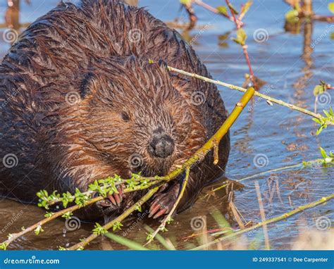 Beaver Castor Canadensis in Alaska Stock Image - Image of aquatic ...