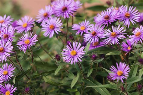 Purple Aster And Rose