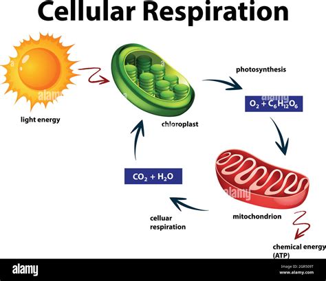 Diagram showing cellular respiration Stock Vector Image & Art - Alamy