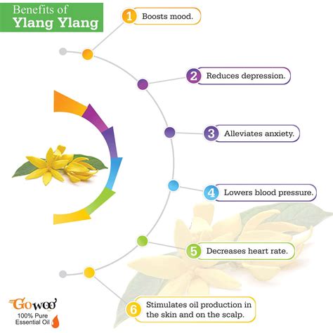 Buy GO WOO 100% PURE YLANG YLANG OIL THERAPEUTIC GRADE FOR PERFUMES ...