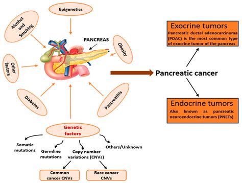 Copy Number Variations in Pancreatic Cancer: From Biological ...