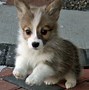Image result for Cutest Animals Ever Seen