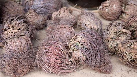 Die Echte Rose von Jericho und wie man sie beim Kaufen erkennt - SWR4