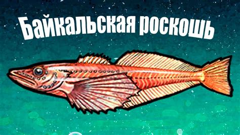 Рыбы Байкала: описание видов с характеризующими фотографиями и ...
