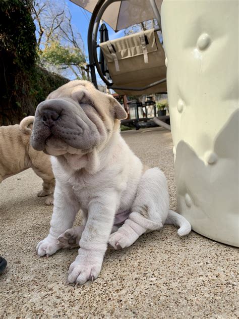 Chinese Shar Pei Puppies For Sale | Arlington, TX #317941