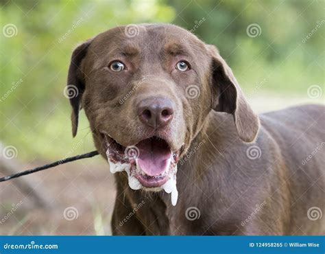 Why Would A Puppy Be Foaming At The Mouth