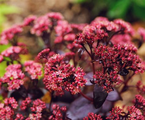 Sedum Savvy: 10 Best Types of Sedum For Sustainable Gardens | Gardening ...