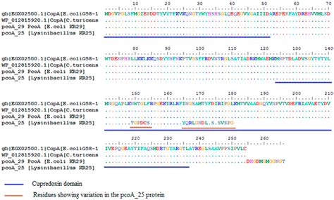 Characterization and Structure Prediction of Partial Length Protein ...