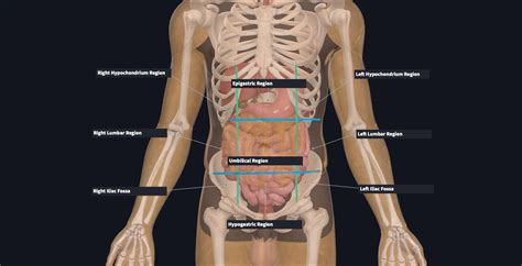 Anatomy Regions Of The Body Intro To The Human Body Anatomical Terms