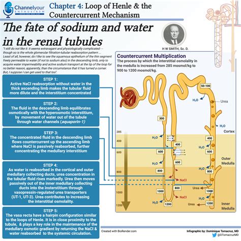 Loop Of Henle