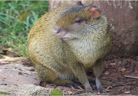 Tropical Rainforest Common Plants And Animals at Layla Swallow blog