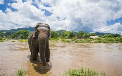 Periyar National Park: Your 2025 Guide To Plan A Day Tour In Kerala's Lap