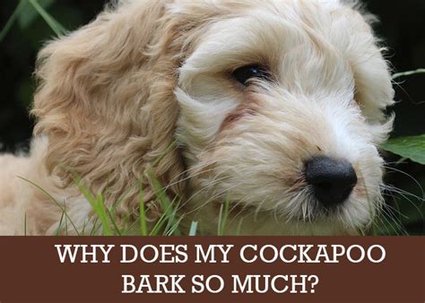 Image result for Cockapoo Dog Barking