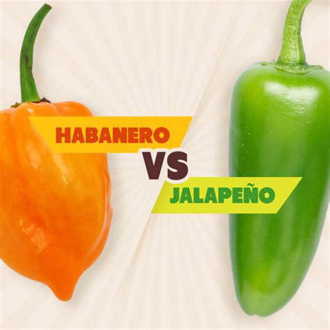 https://cdn.shopify.com/s/files/1/0574/8503/3657/files/2054872_Blog_-_Habanero_vs_Jalapeno_01_022724_600x600.jpg?v=1709137347&utm_source=chatgpt.com