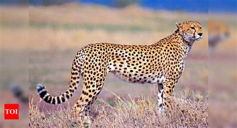 Mou: Cheetah translocation project: After months of dilly-dallying ...