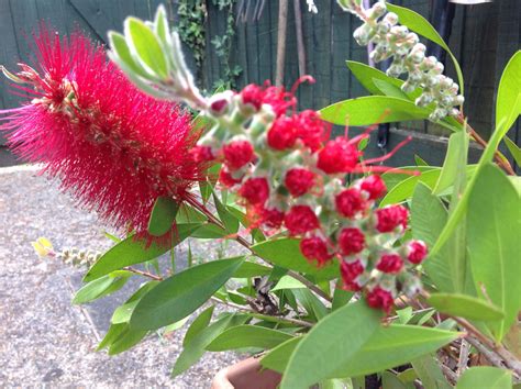 Callistemon..... Bottle Brush Plant. I love this plant. Fingers, Bottle ...