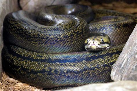 Image result for Python Eats Shark