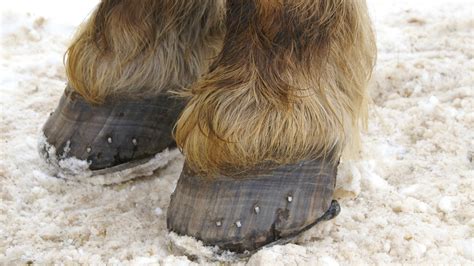Hoofs or Hooves? Which is correct? - One Minute English