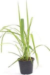 Cloud Farm Lemon Grass Plant Price in India - Buy Cloud Farm Lemon ...