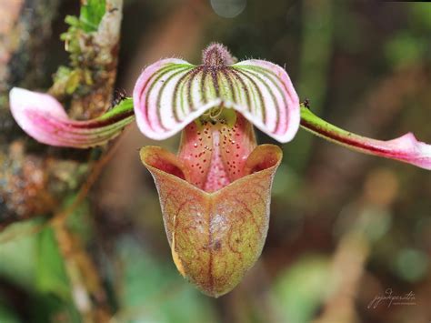 Paphiopedilum fowliei - Rare orchid endemic to Palawan