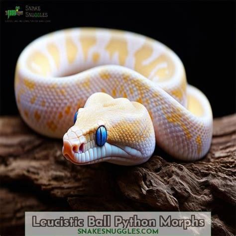 Image result for Leucistic Albino Ball Python