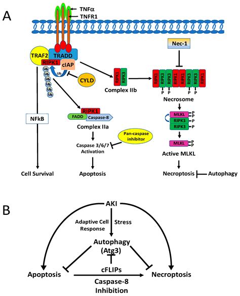 Autophagy Function and Regulation in Kidney Disease