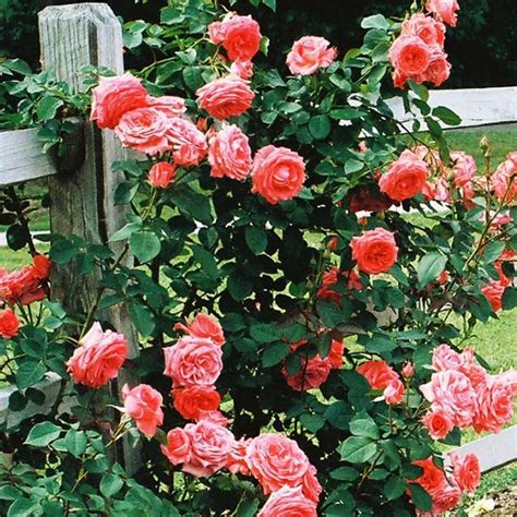 America™ Climbing Rose - Rosa ‘JACclam’ – ServeScape
