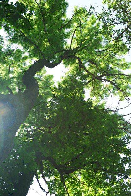 Beautiful trees in forest | Premium Photo