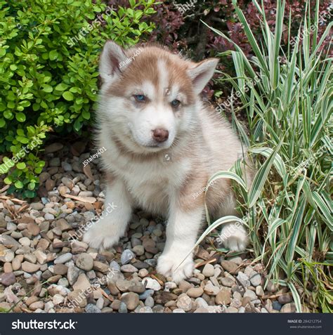 Red Siberian Husky Puppy