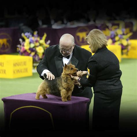 Westminster Dog Show 2025: A Preview of Canine Excellence