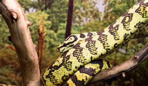 Image result for Cute Carpet Python