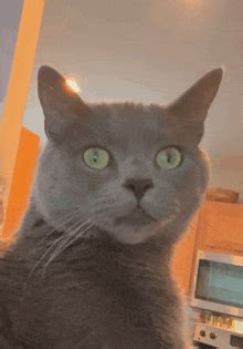 Image result for Mern Stack Developer GIF