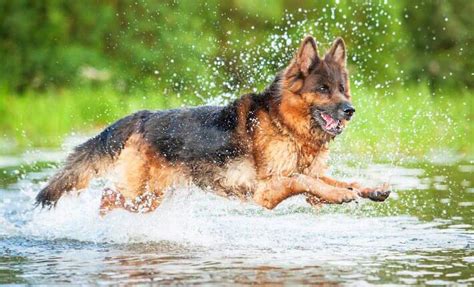 Image result for Dogs Swim Compilation