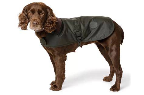 The 10 best dog coats and jackets for pups of all sizes