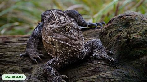 Tuatara (Sphenodon punctatus) | Unique Third Eye, Habitat and Facts