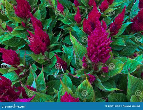 Amaranth Color