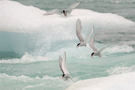 Longest Nonstop Bird Migration Theory