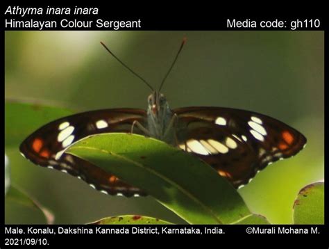 Athyma inara | Butterfly