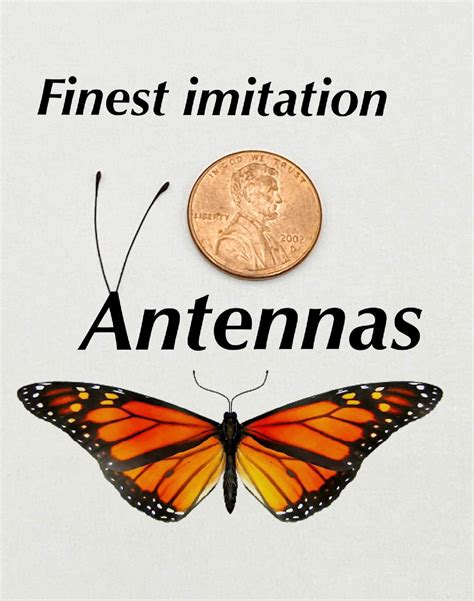 10 Pair Realistic Butterfly Antennas Unmounted. Perfect for Most Insect ...