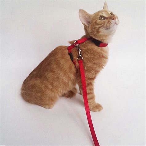 Cat Harness And Leash Nylon Products For Animals Adjustable Pet ...