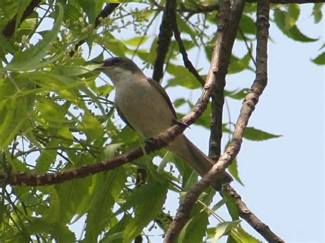 Less Common Birds of IIT Kanpur ... and North India