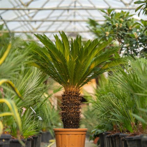 Cycas Revoluta Common Name: Sago Palm, King Sago, 51% OFF