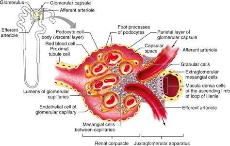 Renal Physiology - Clinical Tree