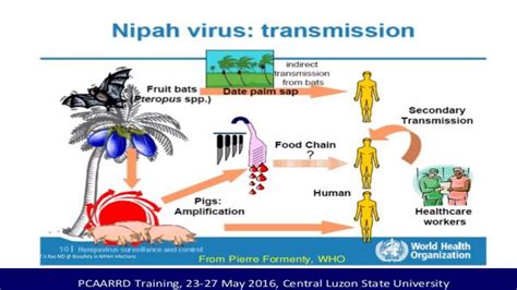Human safety DEALING WITH NIPAH INFECTIONS | PPT