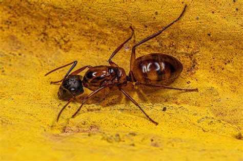 Premium Photo | Adult female carpenter queen ant